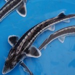 Sturgeon Sturgeon